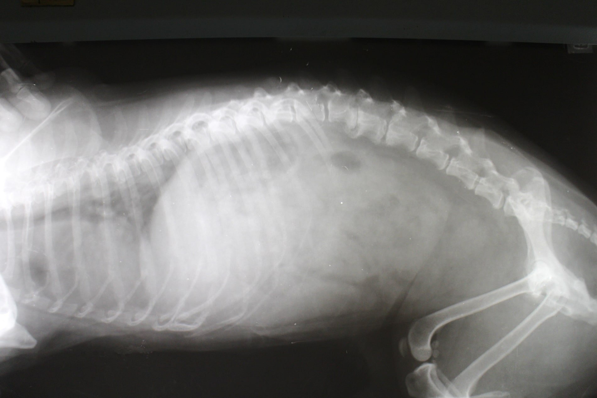 pet x rays and radiology animal clinic inc