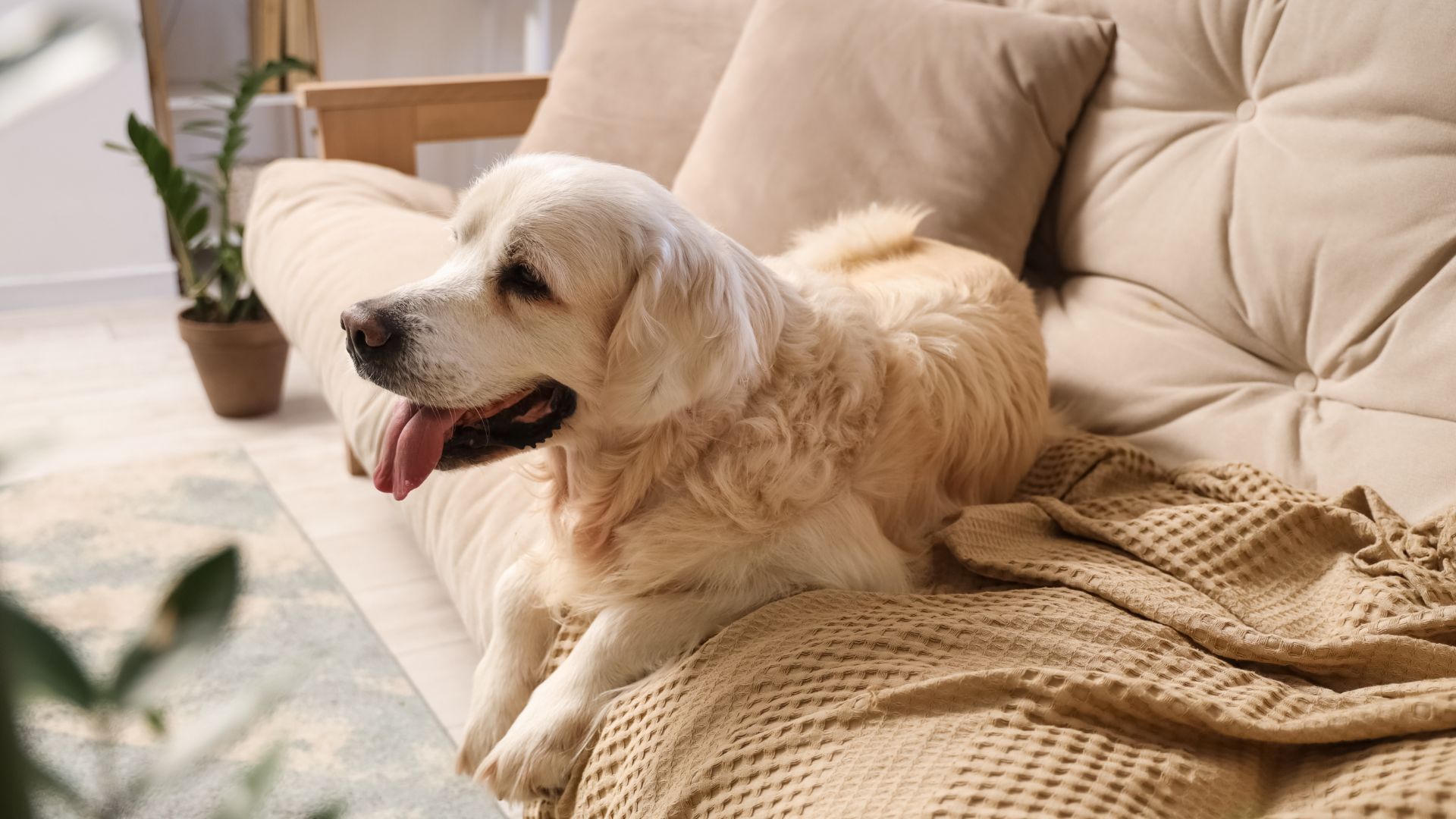 a dog sitting on a couch