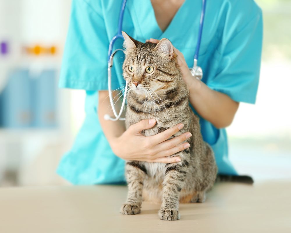 cat with vet